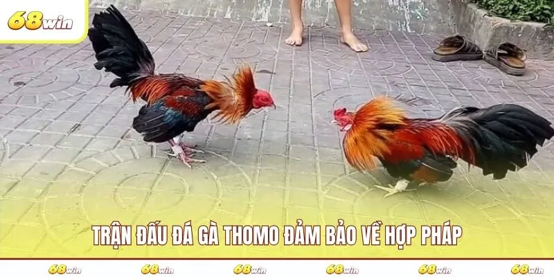 Trận đấu đá gà Thomo đảm bảo về hợp pháp